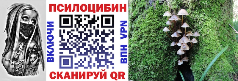 Купить  Слюдянка  Псилоцибиновые грибы Psilocybe 